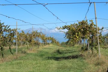 Vigneto Erbaluce con antica coltivazione a 'pergola'
